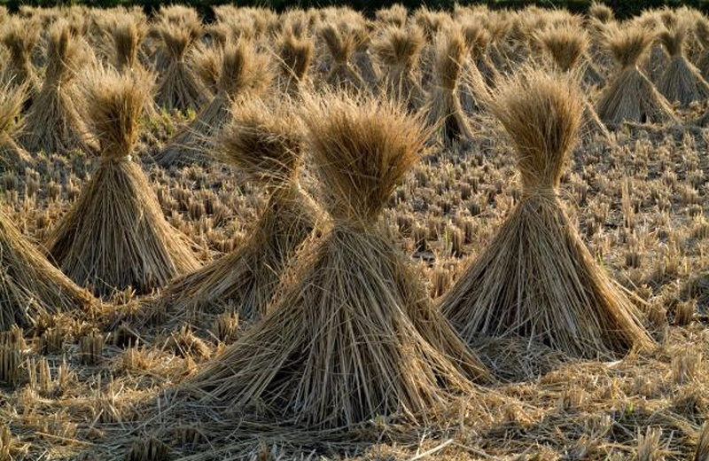 Rice Straw